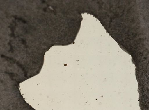 Lecane inermis