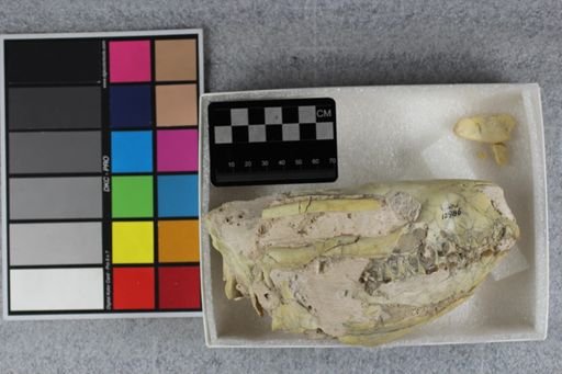 Merycoidodon culbertsoni periculorum