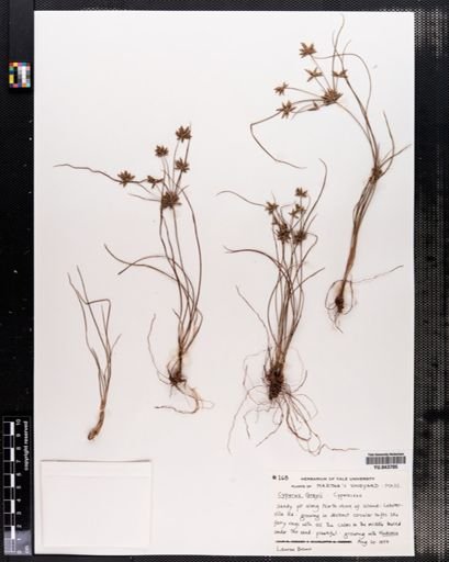 Cyperus grayii
