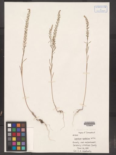 Lepidium densiflorum