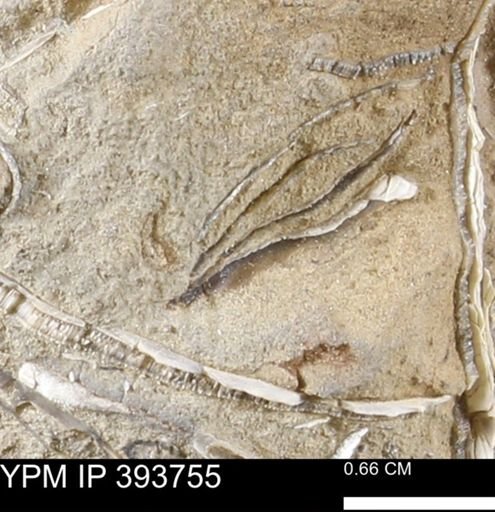 undet. Mollusca