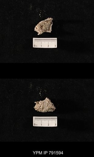 undet. Richthofenioidea
