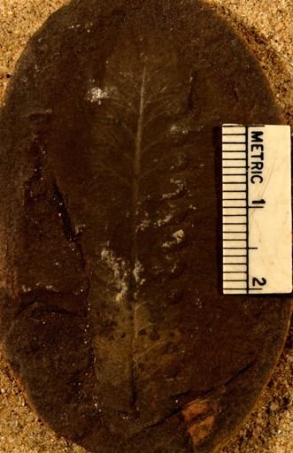 Pecopteris