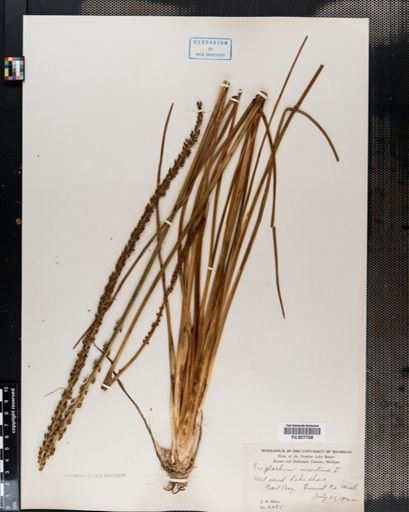 Triglochin maritima