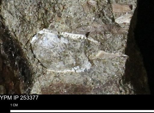Nuculanidae