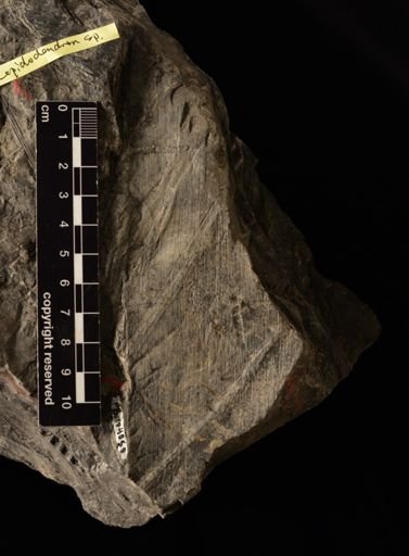 Calamites sp.