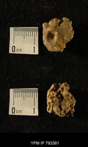 undet. Crinoidea