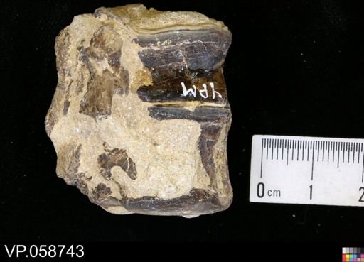 undet. Actinopterygii