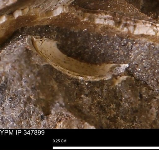 undet. Bivalvia