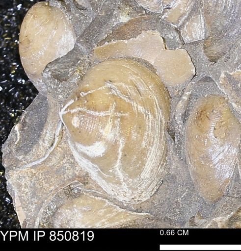 Limopsis striatopunctatus