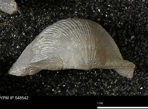 Stropheodonta navalis