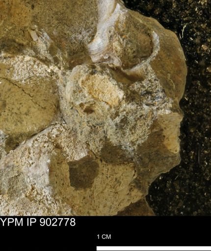 undet. Mollusca