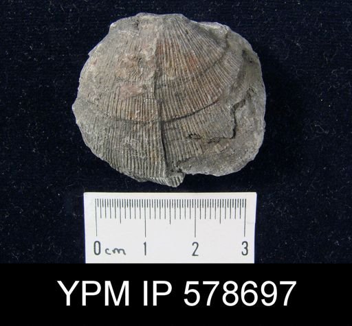 Orthotetes subglobosus