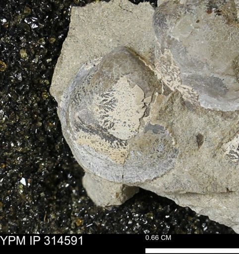 Protocardia?