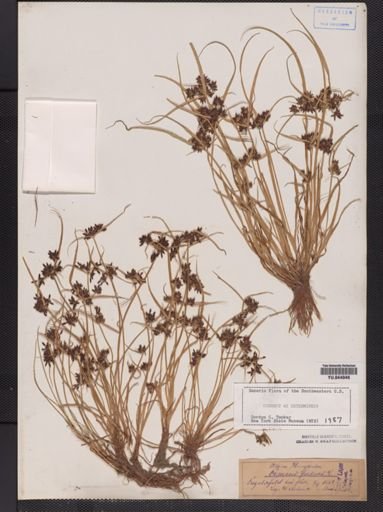 Cyperus fuscus
