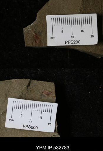 Stylophora?