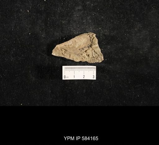 Myalina subquadrata