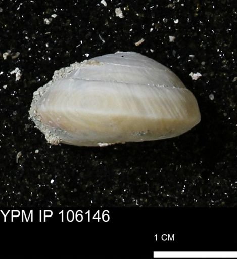 Poecilozonites bermudensis zonatus