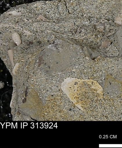 undet. Mollusca