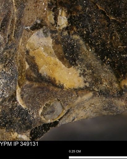 undet. Mollusca