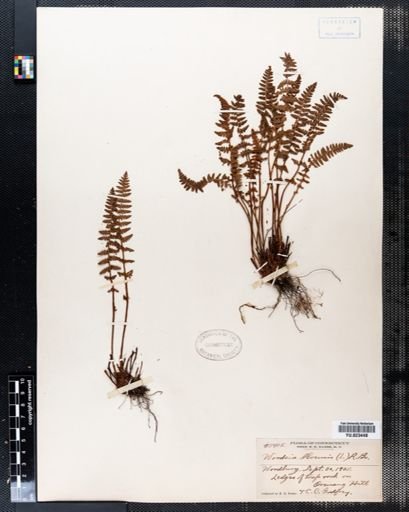 Woodsia ilvensis