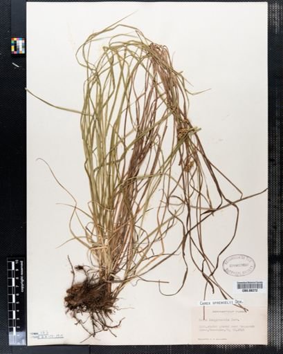 Carex sprengelii