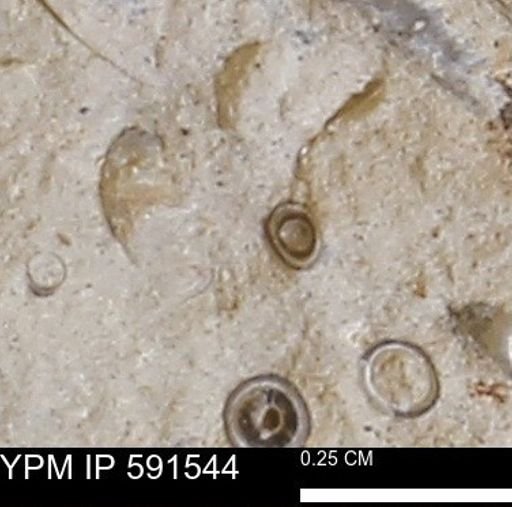 Serpulidae