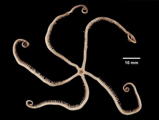 Asteroschema clavigera