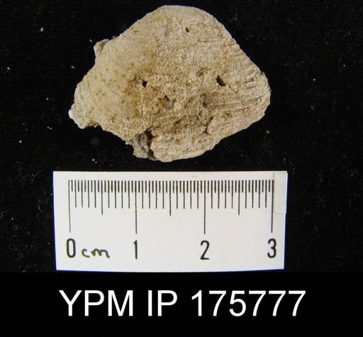 Cleiothyridina sp.