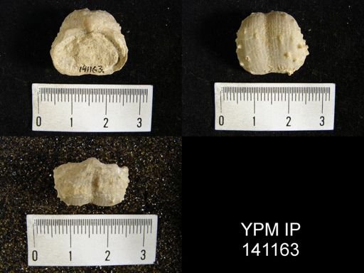 Productus sp.