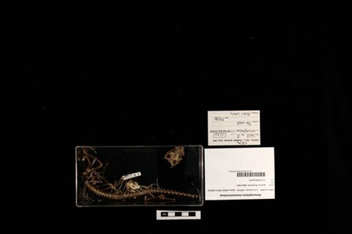Gonocephalus chamaeleontinus