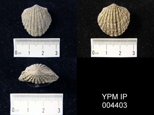 Atrypa flabellata
