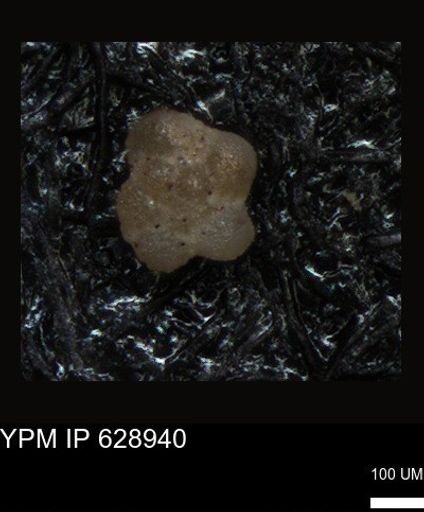 undet. Foraminiferida