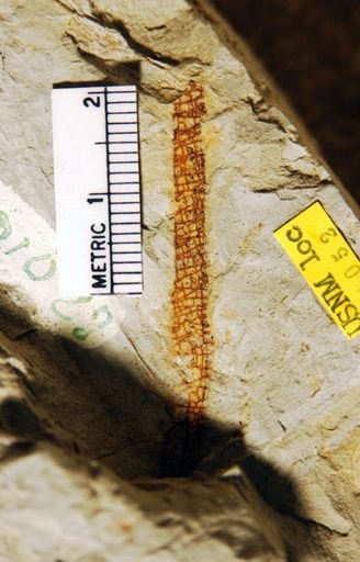 Isoetites horridus