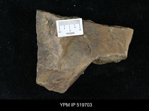 undet. Arthropoda