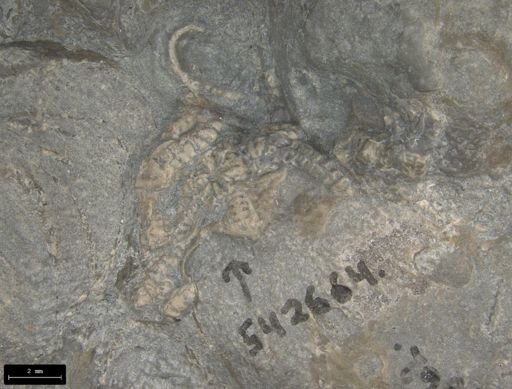Aplocoma damesii