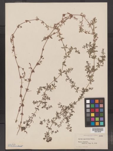 Galium asprellum