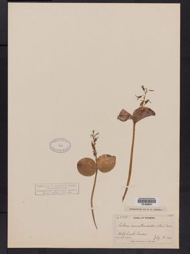 Listera convallarioides