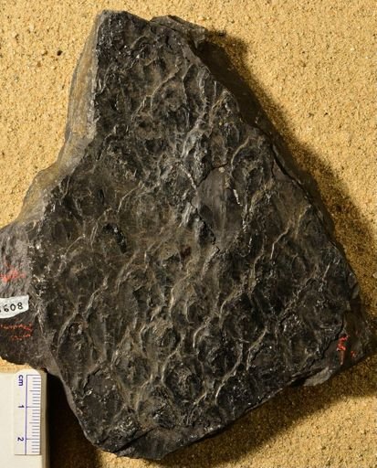 Lepidodendron sp.