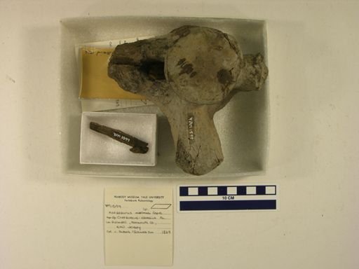 Mosasaurus