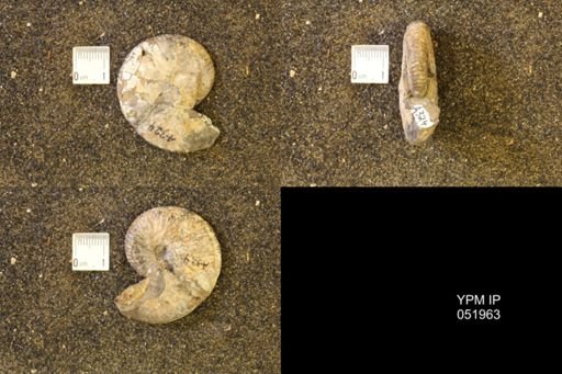 Hoploscaphites comprimus