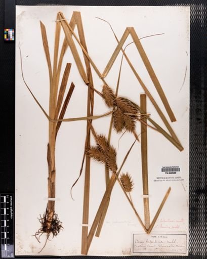 Carex lupulina