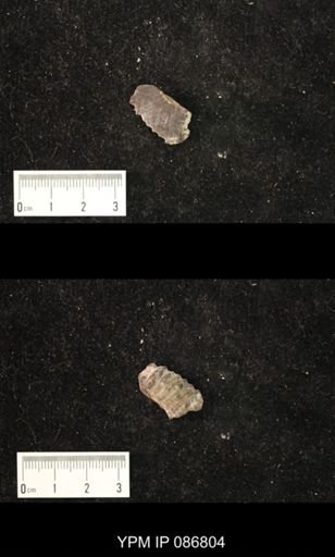 undet. Nautiloidea