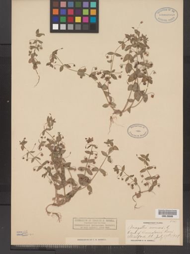 Plantae