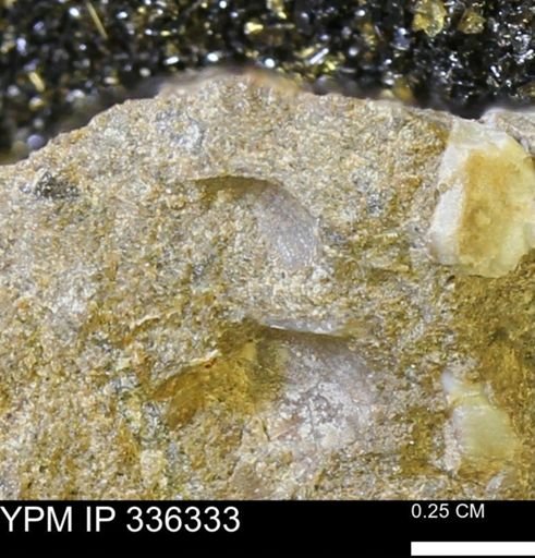 undet. Mollusca