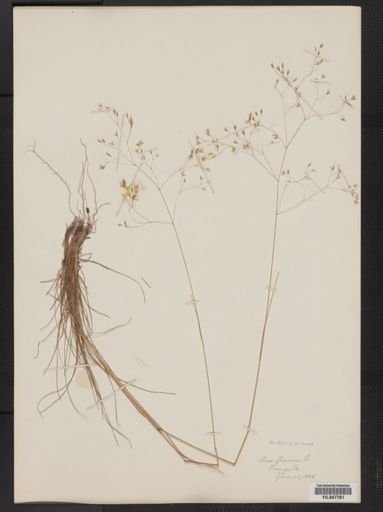 Deschampsia flexuosa