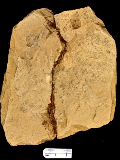 Thyrsopteris brevifolia