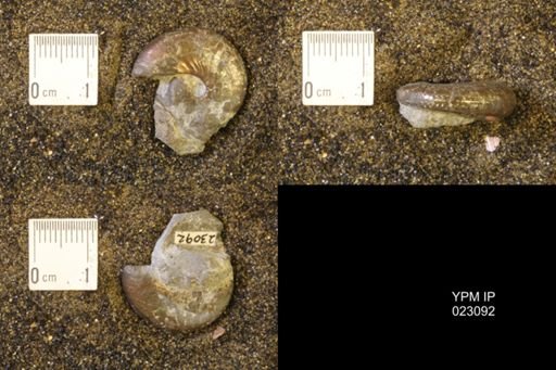 Discoscaphites rossi