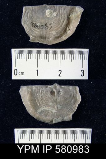 Leptaena sp.