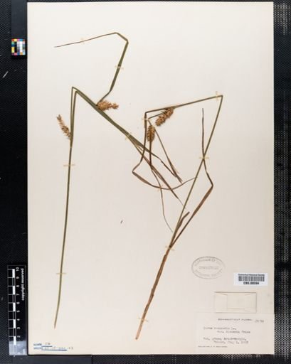 Plantae